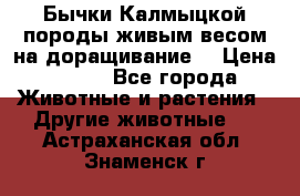 Бычки Калмыцкой породы живым весом на доращивание. › Цена ­ 135 - Все города Животные и растения » Другие животные   . Астраханская обл.,Знаменск г.